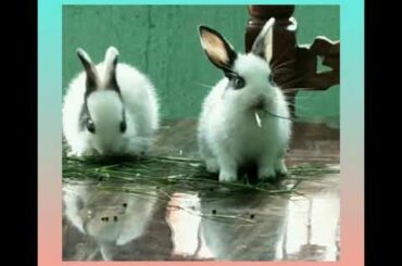 30 days old baby bunny cute video | baby bunny eating hay/grass | Indian Rabbit video | 2020