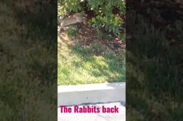 The Cute Bunny Rabbit🐇 is back.