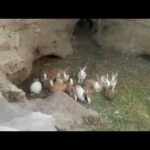 Rabbits Give Birth New Born Chiled | Cutest baby of Rabbits in my House