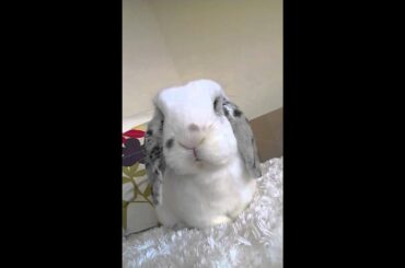 cute bunny wiggles nose