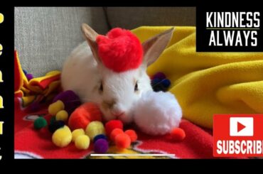 (Peanut) The Cute And Funny Baby Bunny | Ep. 6 | Kindness Always With Cute Animals