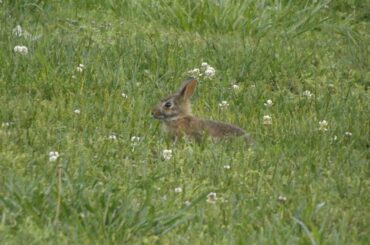 Cute little baby rabbit