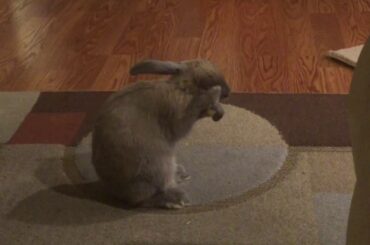 My Cute Bunny Rabbit Cleaning Herself