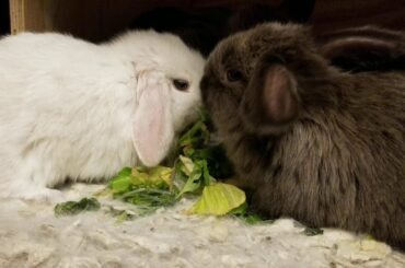 13 Seconds of Baby Bunny Cuteness!!!
