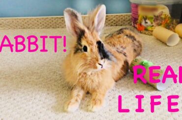 Real life bunny 🐰🐰🐰💚