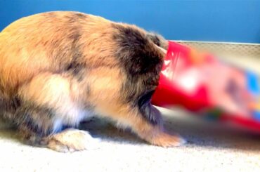 ✅ Bunny whole head goes in... 😂 🐰
