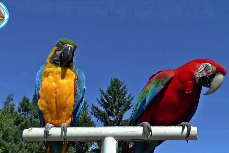Cute Parrot And Funny Parrot Videos-Compilation