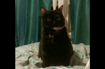 My Baby Playing With Her Rabbit Foot.