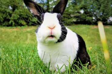 How to Hold Your Rabbit Like a Lion