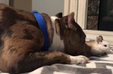 Pit Bull Looks After Cute Baby Bunny And Acts As His Dad #DogAndBunnies #RumbleViral