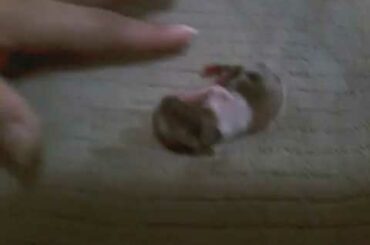 Very Cute Baby Bunny