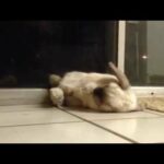 Cute Bunny cleans, takes nap, plays dead (full version video, no quotes)