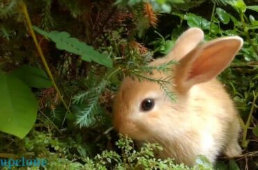 cute baby bunny playing on garden