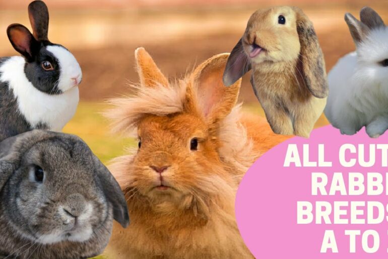 ALL COLORFUL AND CUTE RABBIT BREEDS A To Z