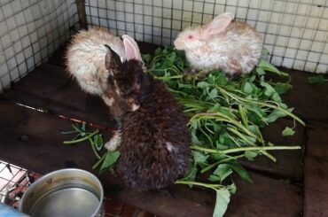 Cute Baby Bunny Rabbits Eating Vegetables / Cutest Rabbit Videos Compilation 2020 / Funny Rabbits