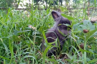 Cute and fluffy black bunny/ Black rabbit/Small Breed bunny/Teddy Lionhead