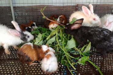 Cute Baby Bunny Rabbit Eating Vegetables / Cute Rabbits Videos / Pet Rabbits Animals Videos / Rabbit