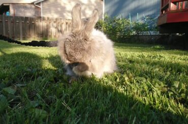 Rabbit on a Leash - KS Rescue