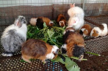 So Many Cute and Funny Baby Rabbits Eating Vegetables / Funny and Cute Baby Bunny Rabbit Videos