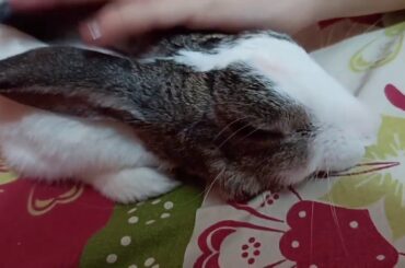 #rabbitmassage#charger#bunny#cutebunny
