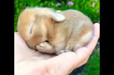 Baby Bunny