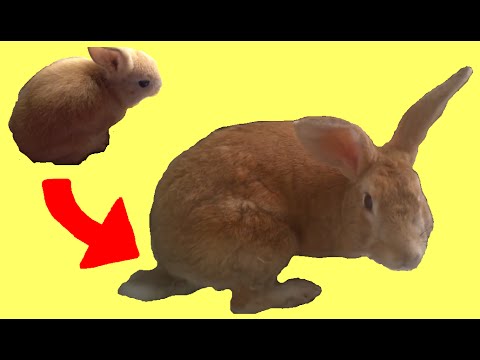 Rabbit Growing 2.5 Years (Time Lapse)