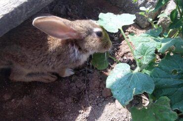Must watch - cute bunny