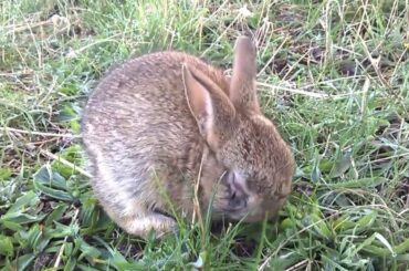 Blind Baby Rabbit with Myxomatosis :-(