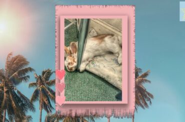 Cute Sleeping Baby Rabbit Compilation // Emily (Clips From 2019)