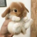 CUTEST Baby Bunny Rabbit Compilation
