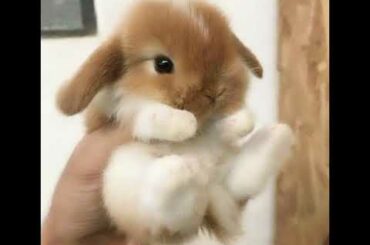 CUTEST Baby Bunny Rabbit Compilation