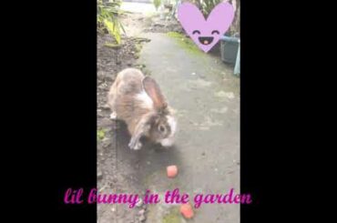 Cute rabbit eats watermelon