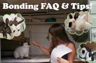 Rabbit Bonding FAQ & Advice!