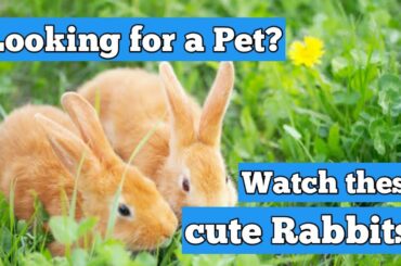 VISITING RABBIT FARM looking for a pet watch these cute rabbits