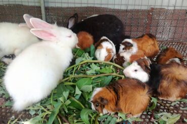 Funny and Cute Baby Rabbit Eating Vegetable With Mouses / Funny and Cute Baby Bunny Rabbit Videos