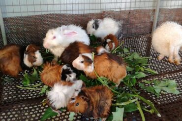 Cute Baby Rabbits Eating Vegetables / Baby Animal Videos Compilation 2020 / Cute Rabbits Videos