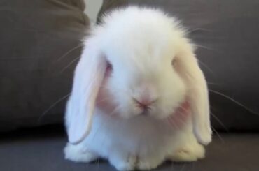 cute rabbit    conejo cariõso  可爱小兔治愈