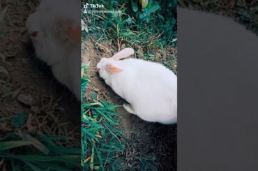 Cute rabbit Mera Sona Kaisa h btao 🐇🐇