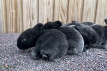 6 Black Baby Rabbits 🐇 10 days of life