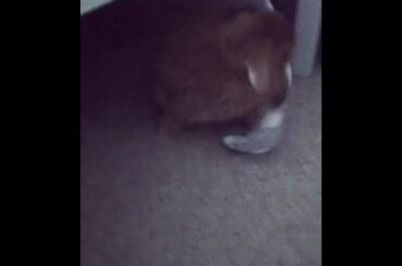 Cute bunny rabbit playing