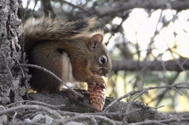 Cute Baby Squirrels - Best Cute Squirrel Videos Compilation #3 || Awww Animals