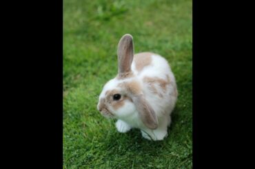 Cute Bunny looks embarrassed after massive toot