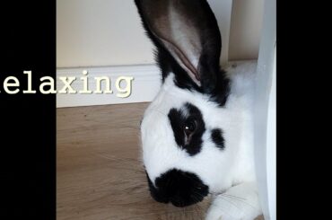 Soothing Piano Music) for Relaxing, Deep Sleep, Meditation, Stress Relief. Rabbit's Rest, Sleeping