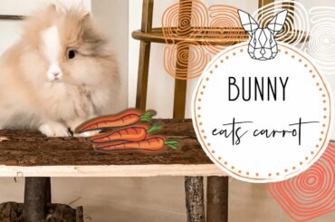 cute bunny eating carrot ASMR