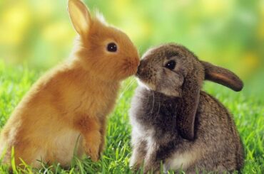 Super Cute Bunny Compilation! So Fluffy And Adorable!