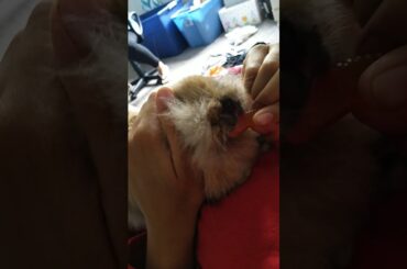 Cute bunny eating and also getting scared of gummy worm!!!