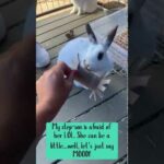 Super cute bunnies playing with DIY toys!