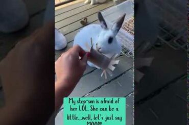 Super cute bunnies playing with DIY toys!