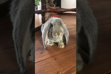 cute baby bunny chumping