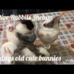 Cute bunnies by native rabbits farm jhelum